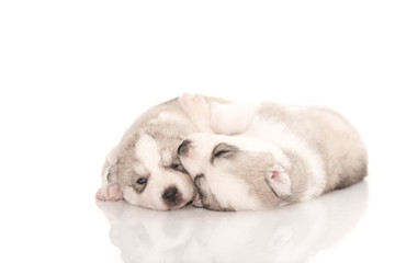 Siberian husky puppies on isolated background