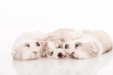 Siberian husky puppies on isolated background