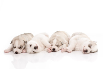 Siberian husky puppies on isolated background