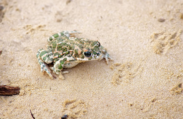 Toad Sits on a sand and Waits