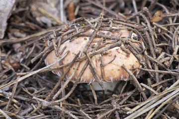 One mushroom growing in autumn forest