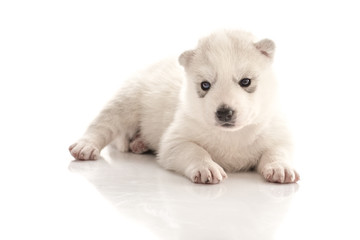Fototapeta premium Siberian husky puppy on white background