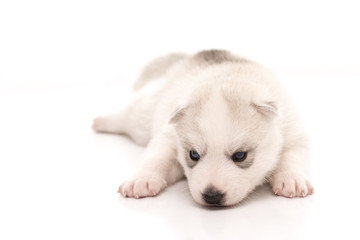 Siberian husky puppy on white background