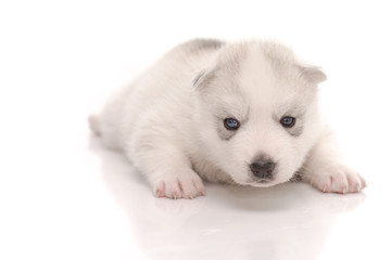 Obraz premium Siberian husky puppy on white background