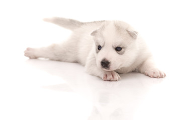 Siberian husky puppy on white background