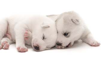 Siberian Husky puppy