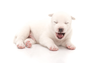 Siberian Husky puppy