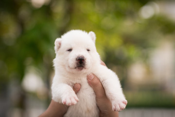 Siberian Husky puppy