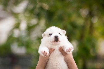 Siberian Husky puppy