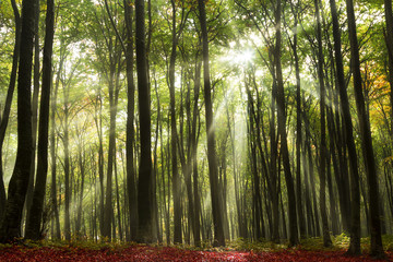 Sun rays in the forest