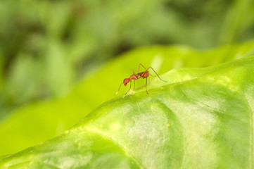 Red Ant on green leaf