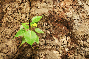 New leaves born on old tree