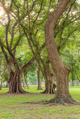 Fototapeta na wymiar beautiful tree in public park