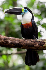 beautiful blue green red white black toucan bird