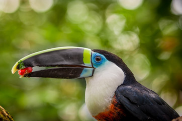 beautiful blue green red white black toucan bird