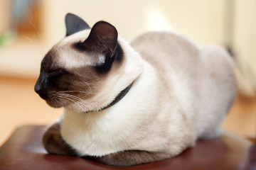 Siamese cat