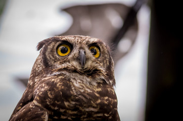 close up of brown owl face outdoors
