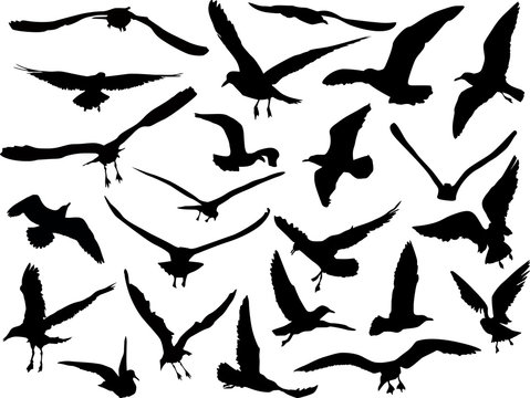 twenty three gulls collection on white background