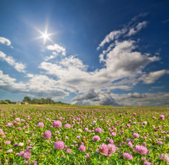 Obraz na płótnie Canvas sun above meadow of pink clover