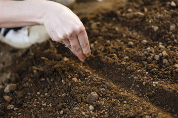 woman hand sowing seed