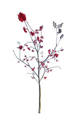small bare rowan tree with berries
