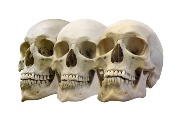 group of three human skulls