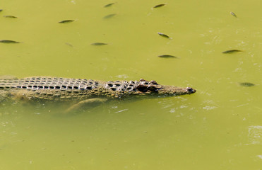 crocodile in wetland pond
