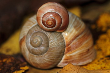 Schnecken