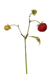ripe an two green isolated wild strawberries