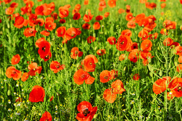 Poppy flowers outdoors