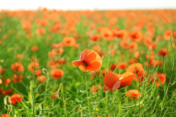 Poppy flowers outdoors