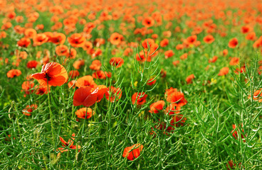 Poppy flowers outdoors