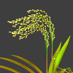 Bakanae disease on rice plant
