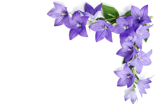 Photo corner made of Bellflowers isolated on white background