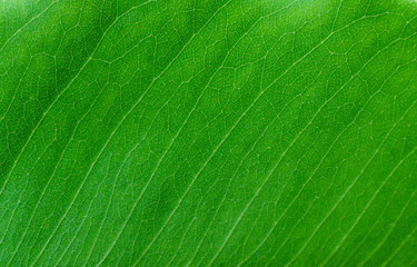 texture of leaf for background