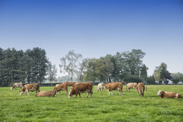 Naklejka na ściany i meble cow in a meadow