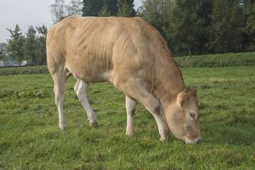 cow in a meadow