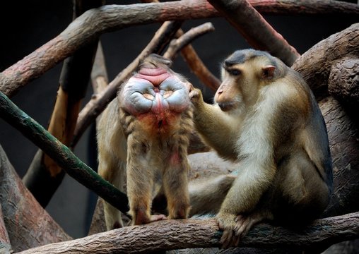 Macachi
