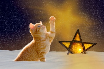 Stille Nacht, Katze mit leuchtendem Stern bei Nacht