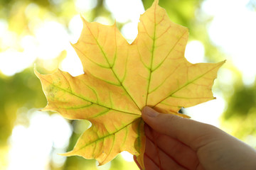Beautiful autumn leaf in hand