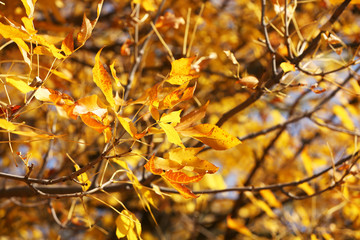 Beautiful autumn leaves