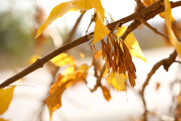 Beautiful autumn background