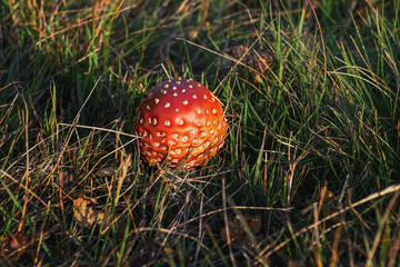 Muchomor - grzyb trujący