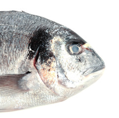 Fresh dorado fish isolated on white