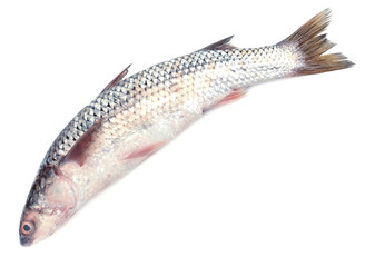Fresh fish isolated on white