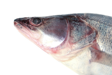 Fresh fish isolated on white