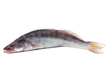 Fresh fish isolated on white
