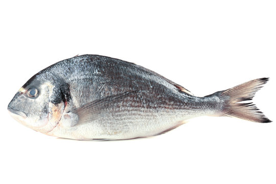 Fresh Dorado Fish Isolated On White