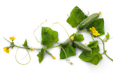 Vine cucumber with juicy fruits