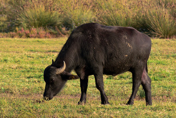 allevamento di bufali d'acqua